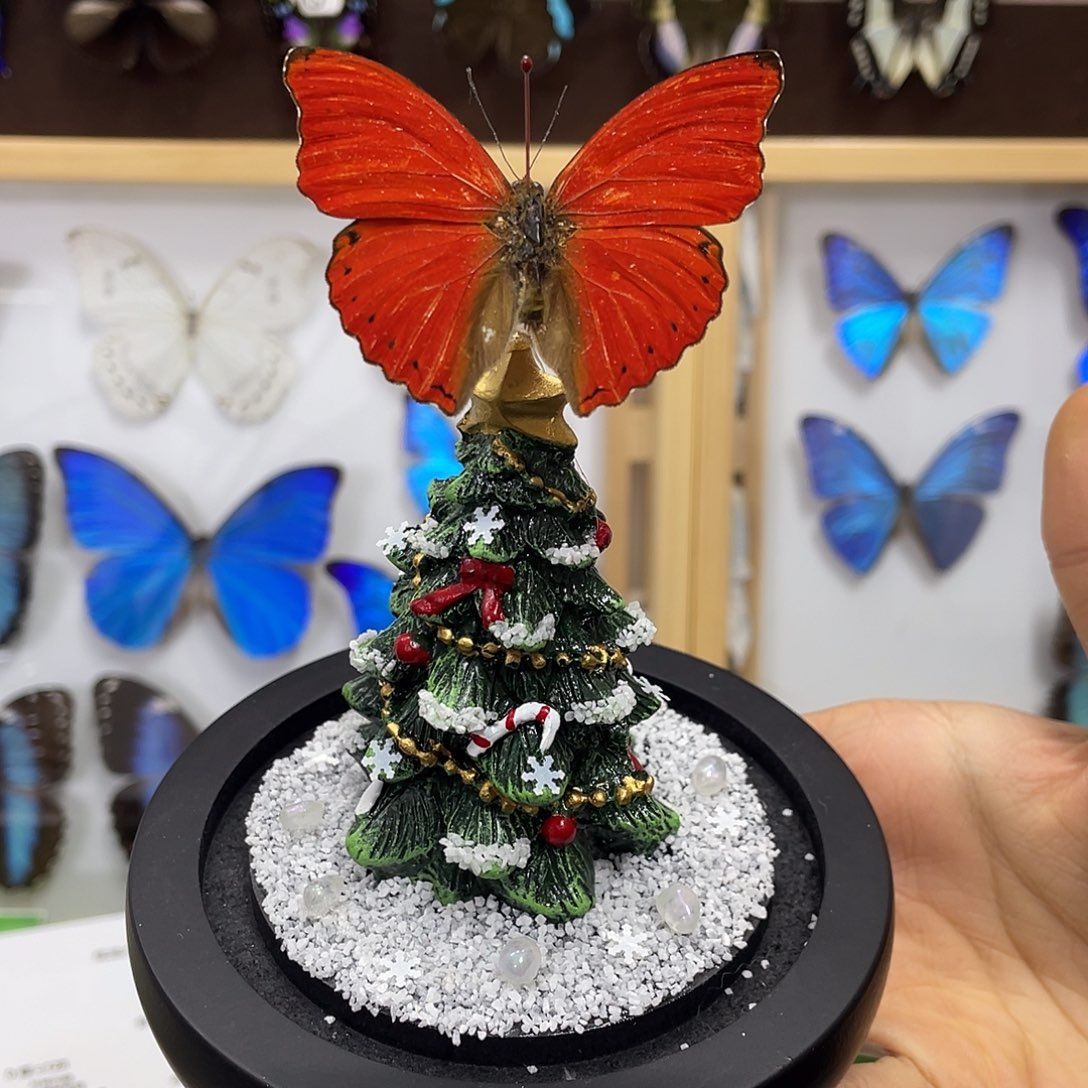 有机玻璃蝴蝶标本