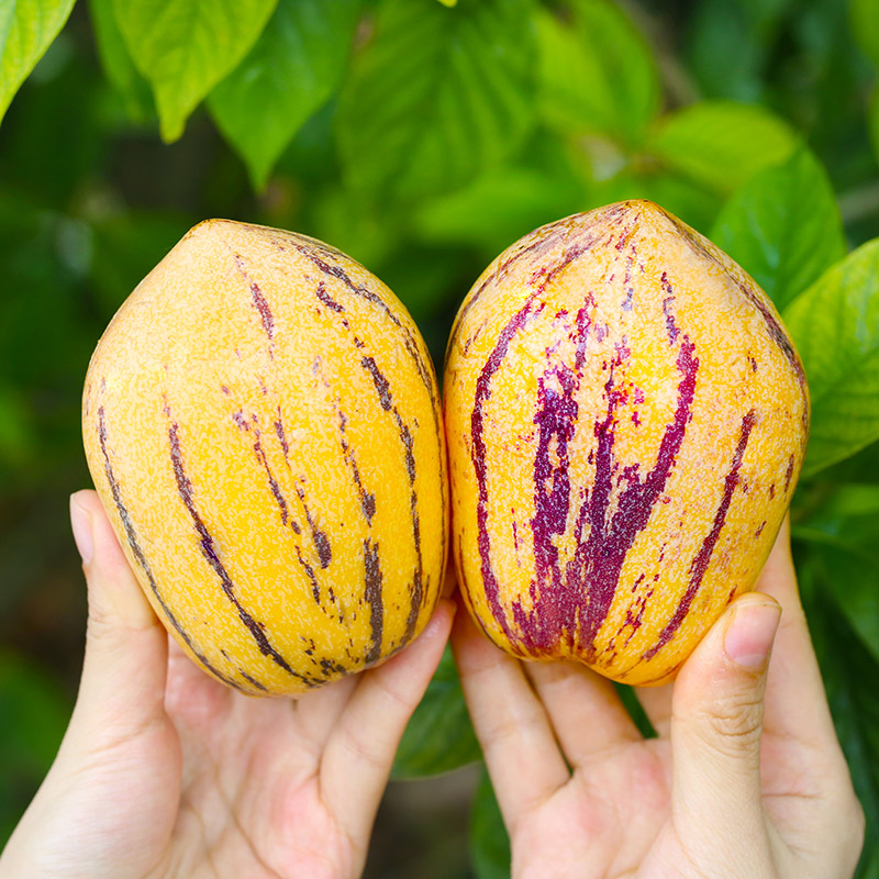 甘肃头茬民勤人参果4.5斤低糖低脂沙漠清甜产地直发zb