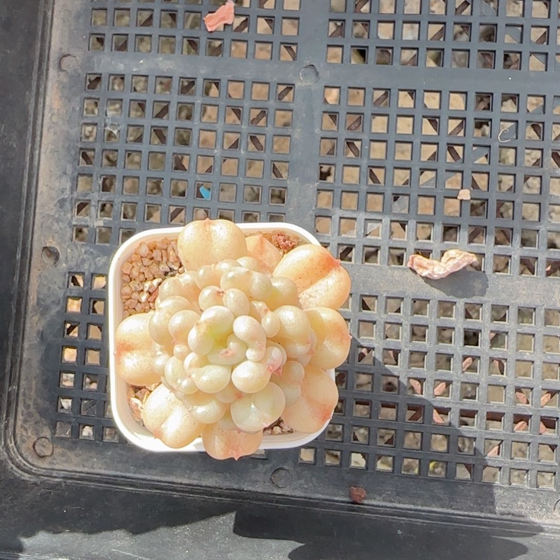 居****酱【闪购商品】0123-98专拍