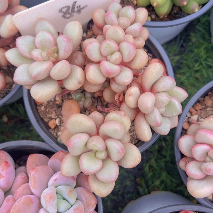 健健康康平平安安