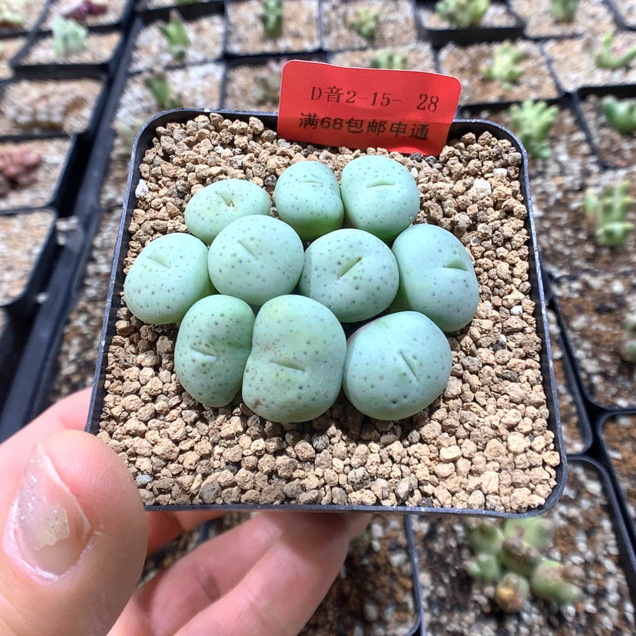 【闪购商品】2-15-28 饼1群 20