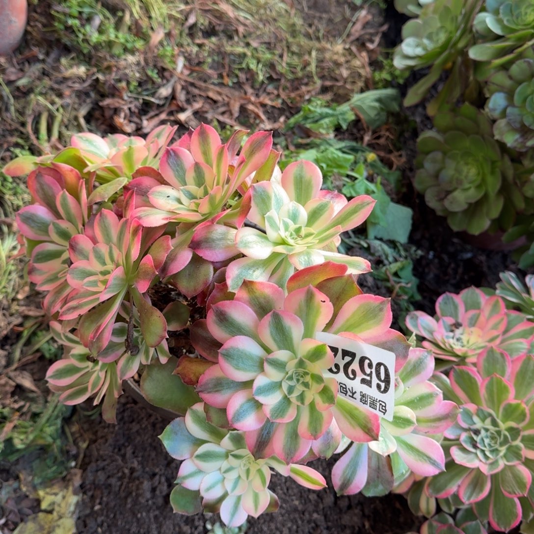 香妃砍桩无售后6522 19-48