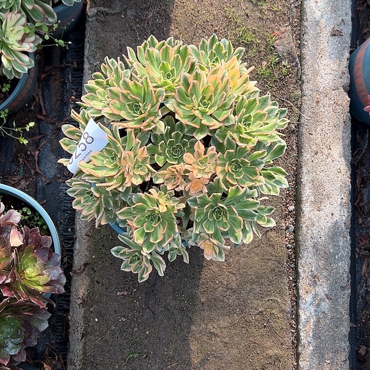 0258甜茶多肉植物