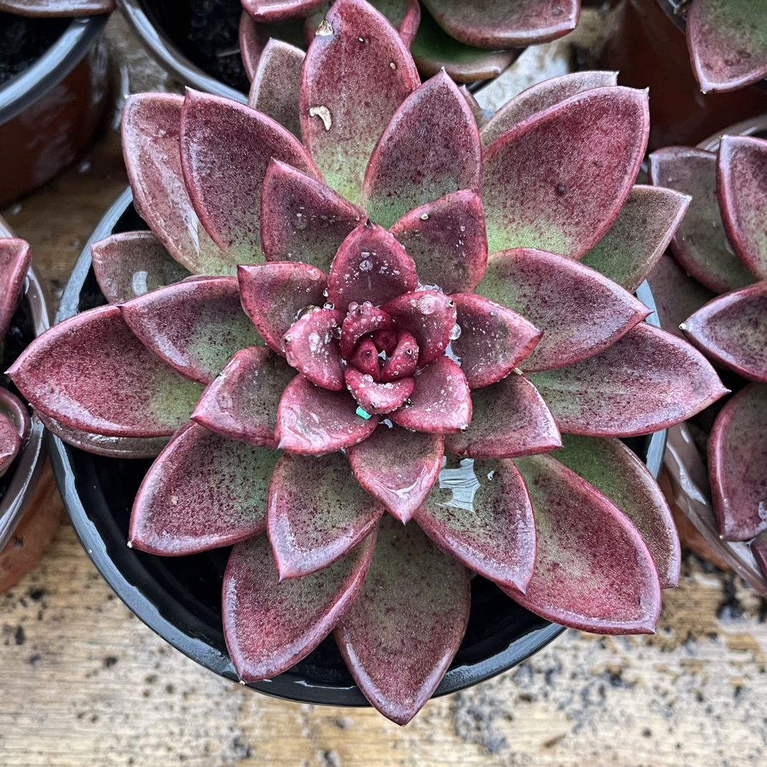 【任意下单即包邮】丰沛玫瑰10厘米多肉植物，脱土发货