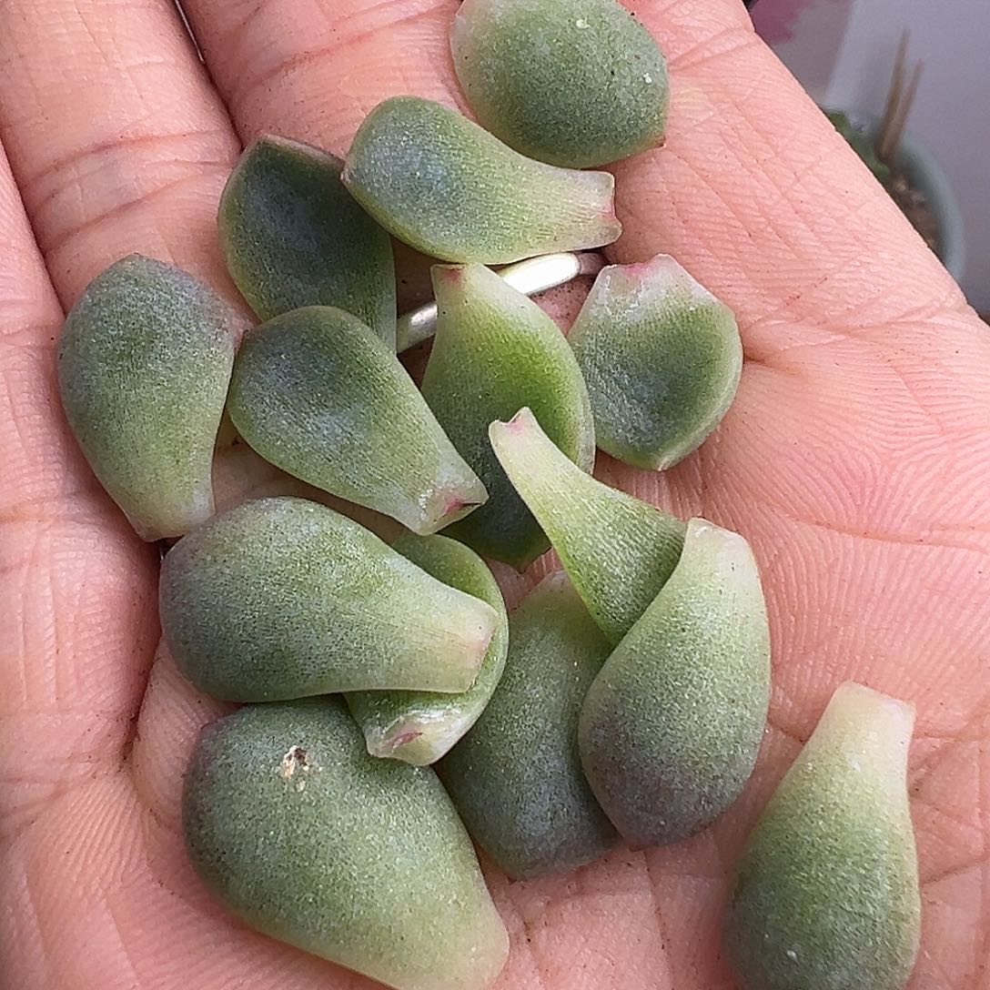 一手P26甜心叶子 开播福利