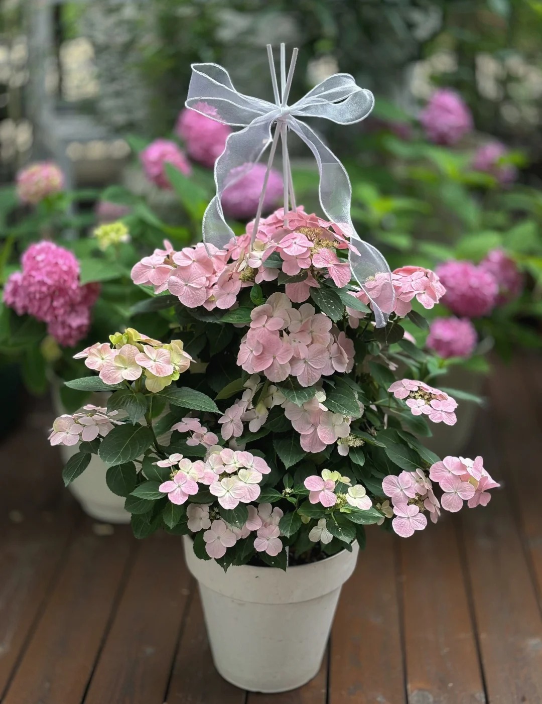 爬藤垂吊绣球带花苞发货南方北方种植盆栽地栽四季开花植物