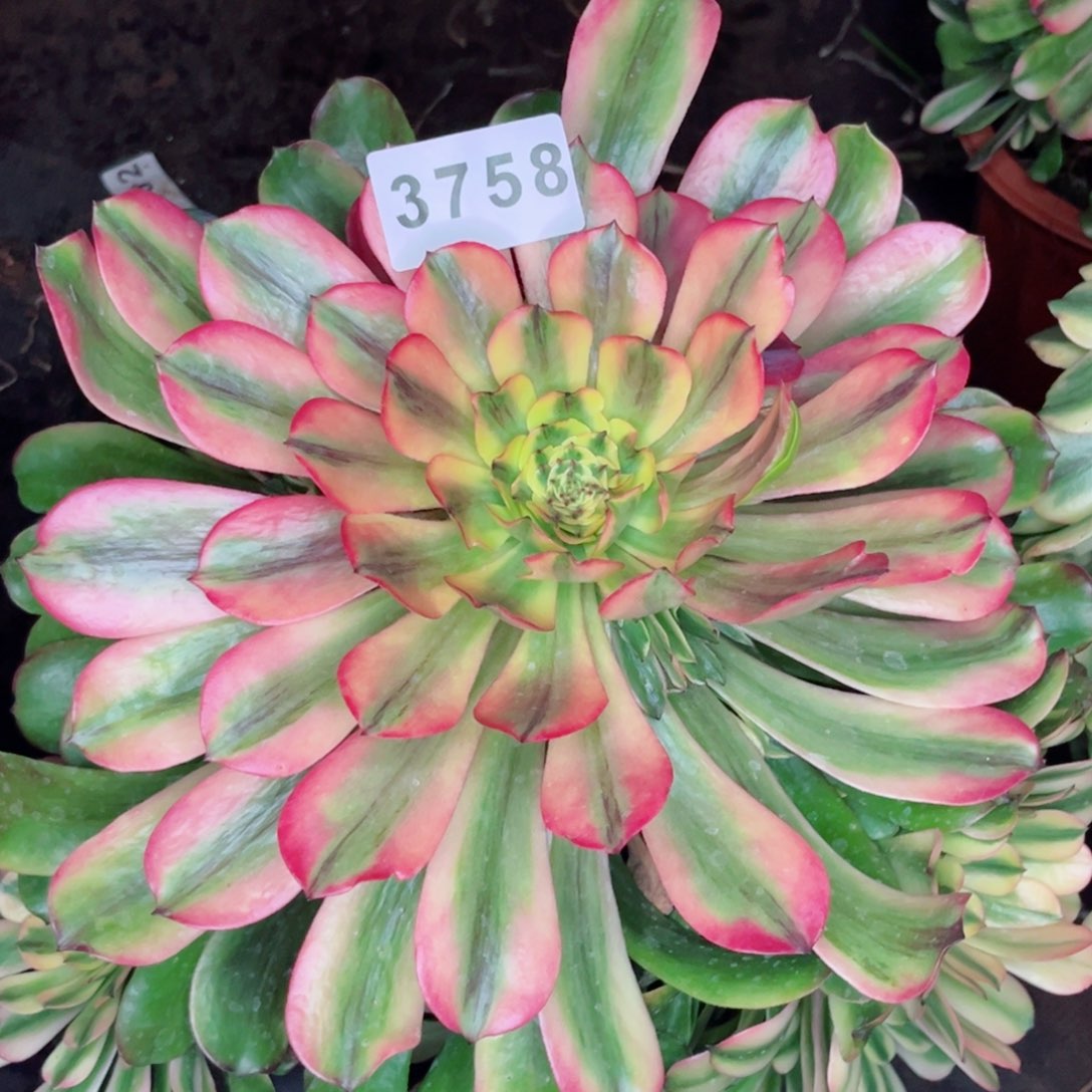 小*新品粉钻多肉发货