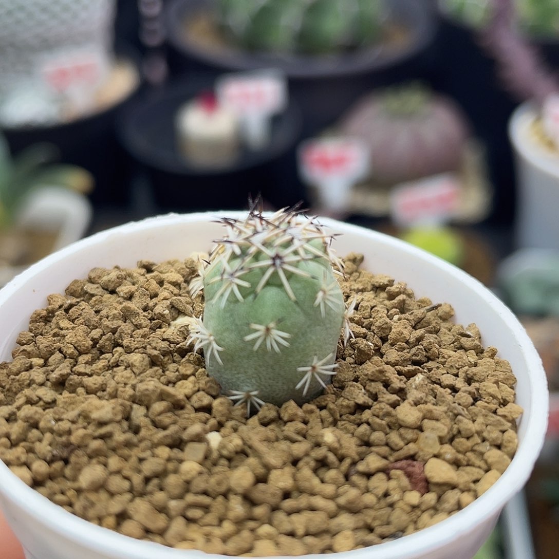 实生白肌帝王丸仙人球多肉