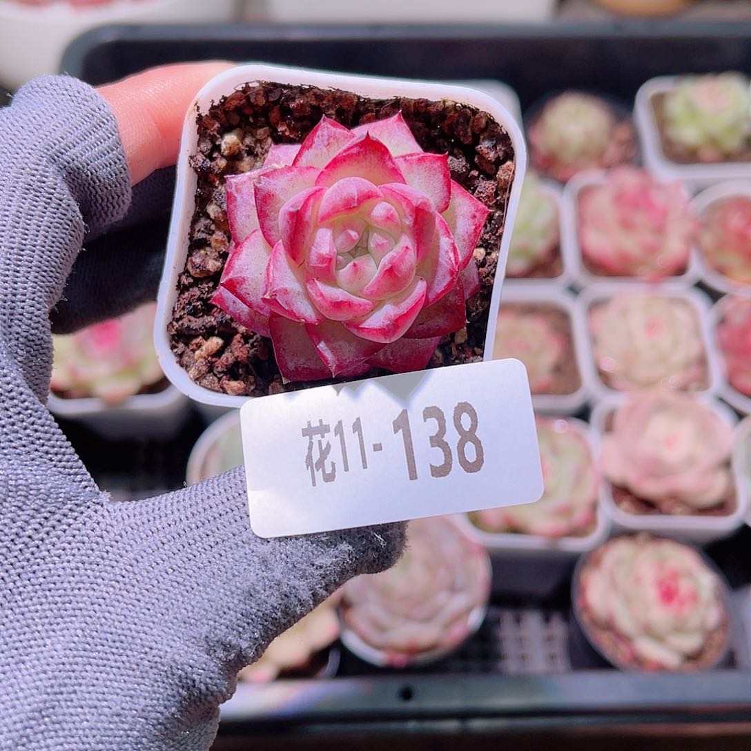 花11-138女王单头