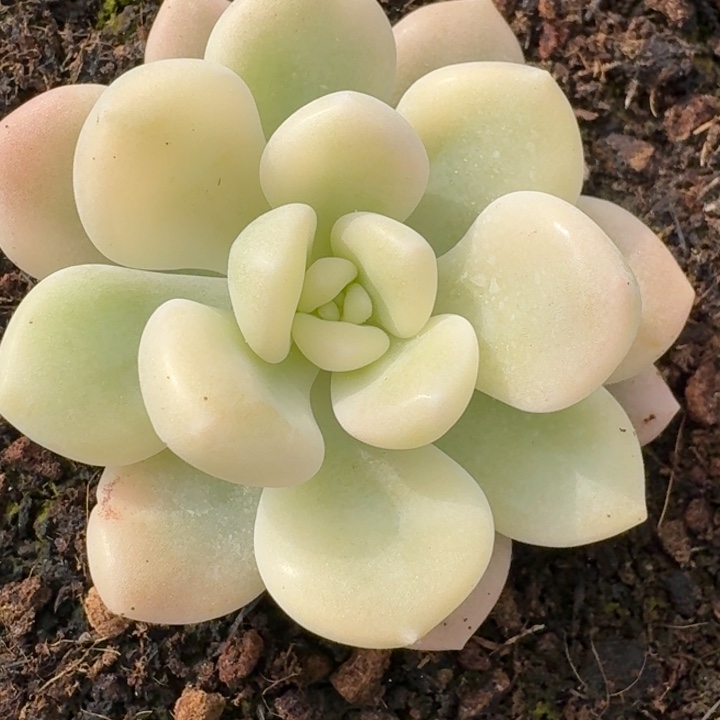 花斑鹿锦一物一拍