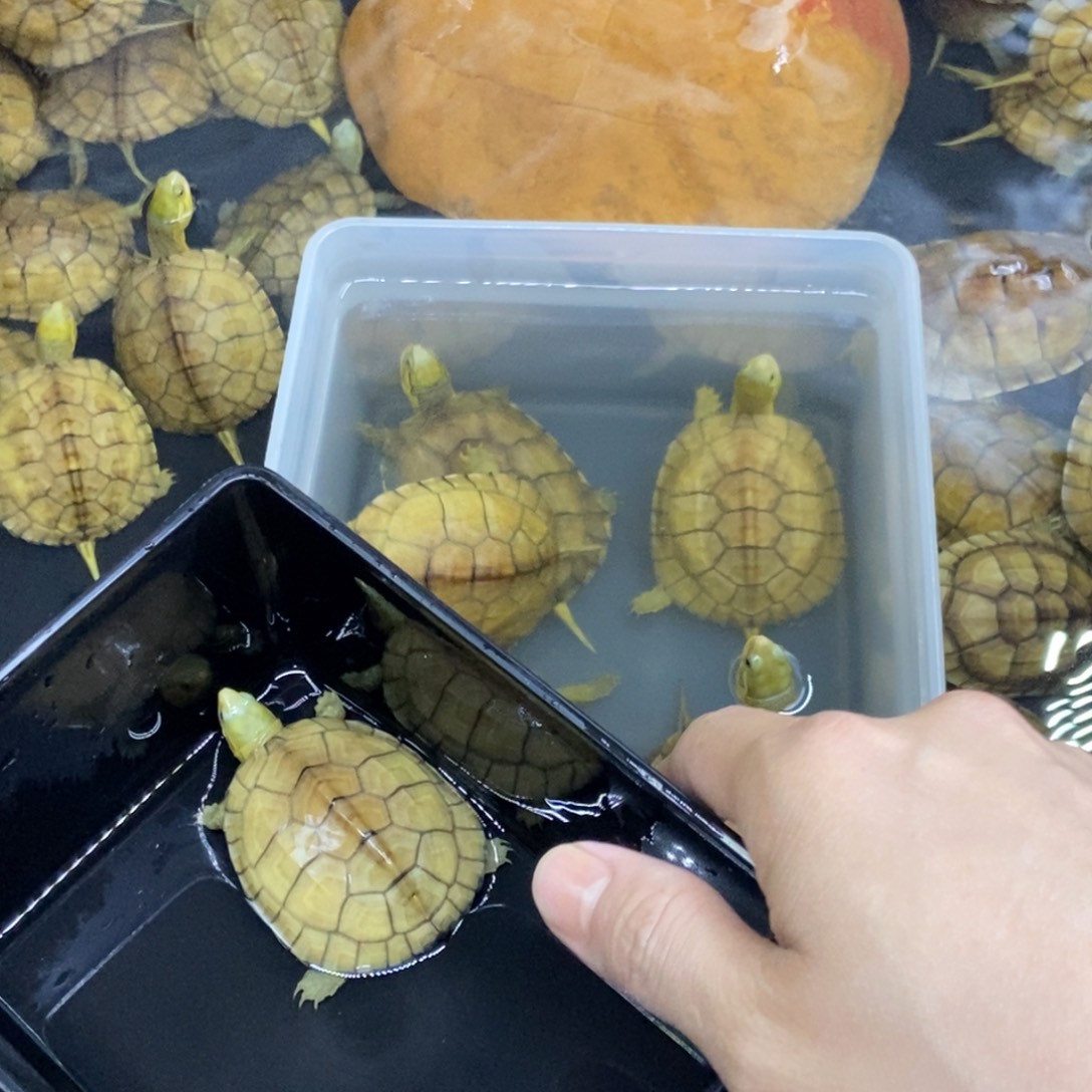 ****，绿毛龟母11111244