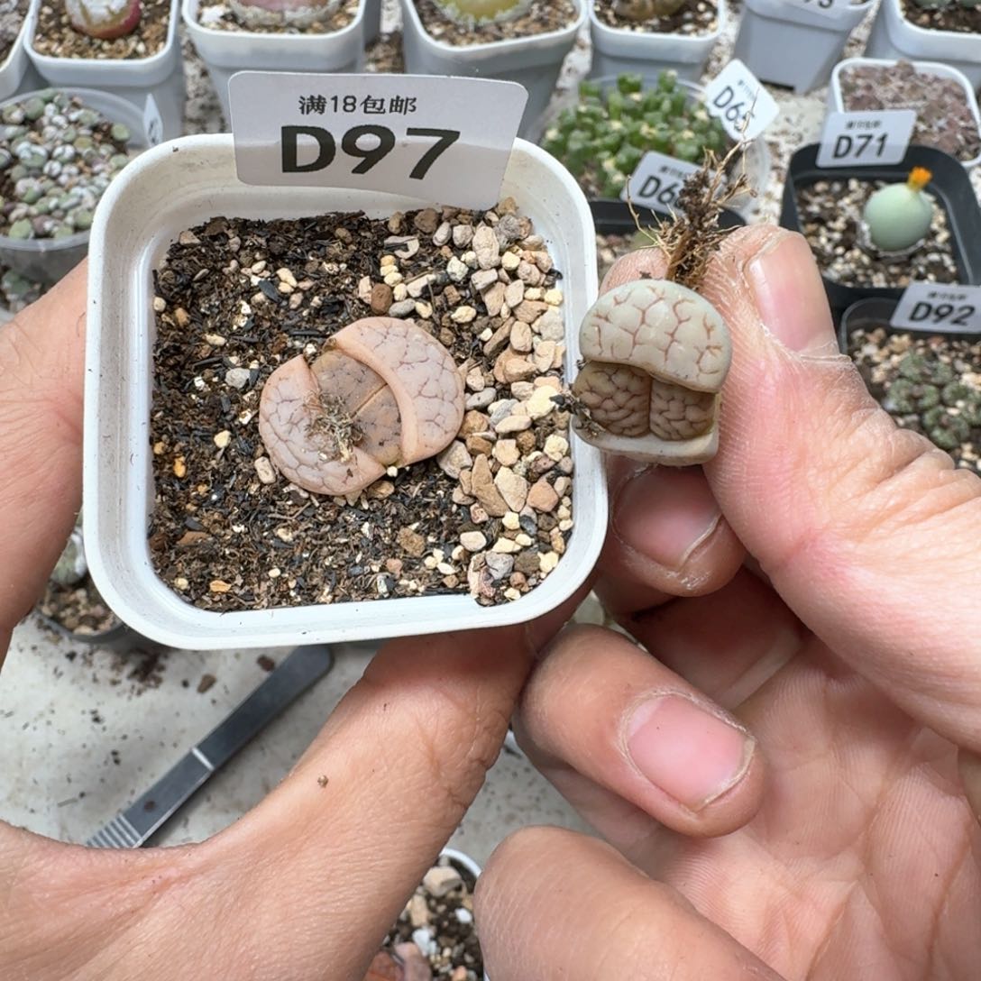 ?*球D97。C189两颗多肉植物