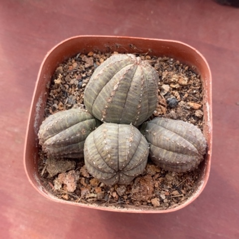 布纹球群6仙人球