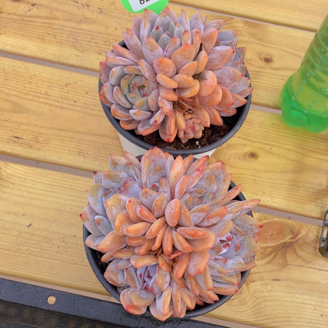 826号 韩版橙梦露母本大群生一个