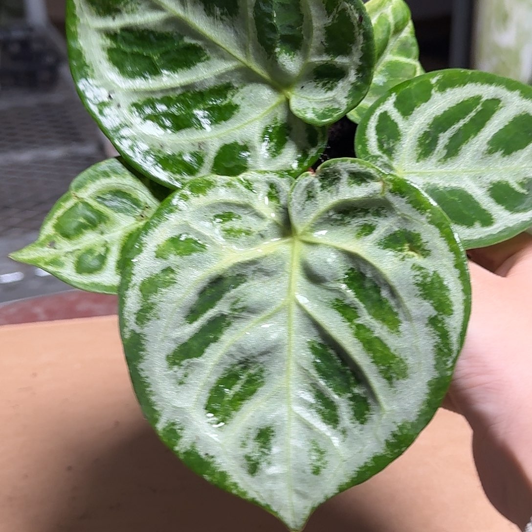 是***！完全开放R177新叶有瑕铜锣烧