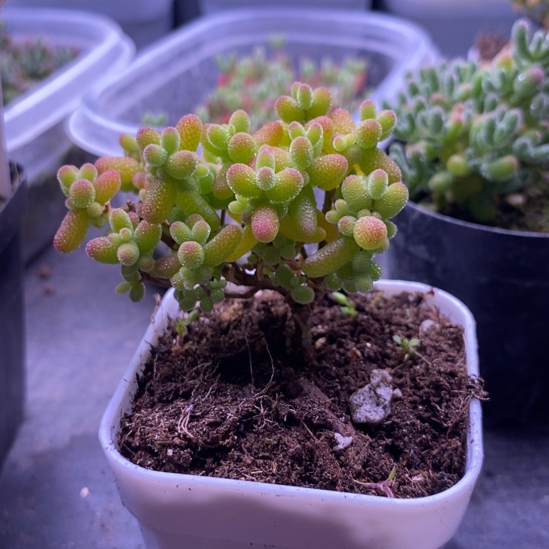 M****）102金橘。    