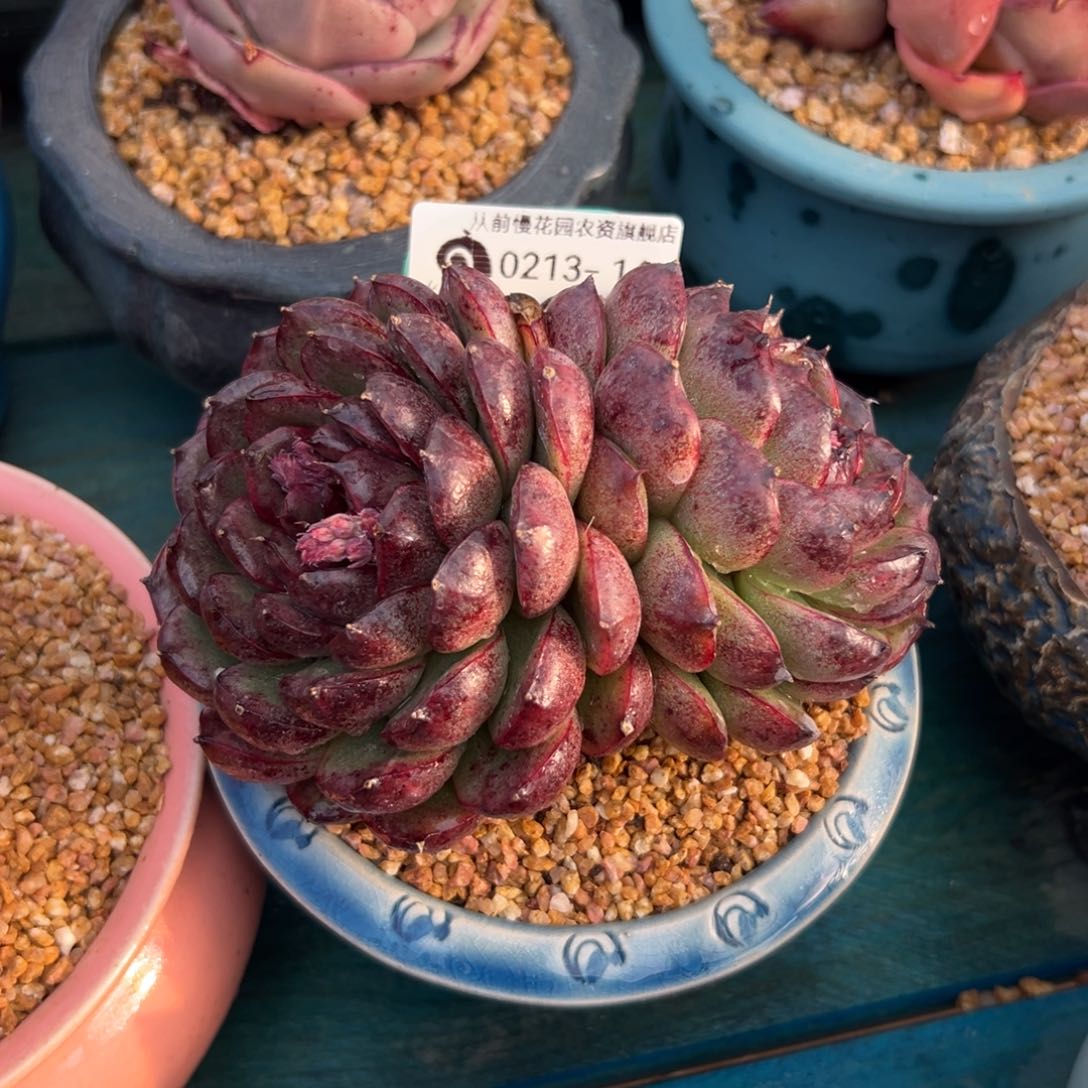 多肉一物一拍0213-14