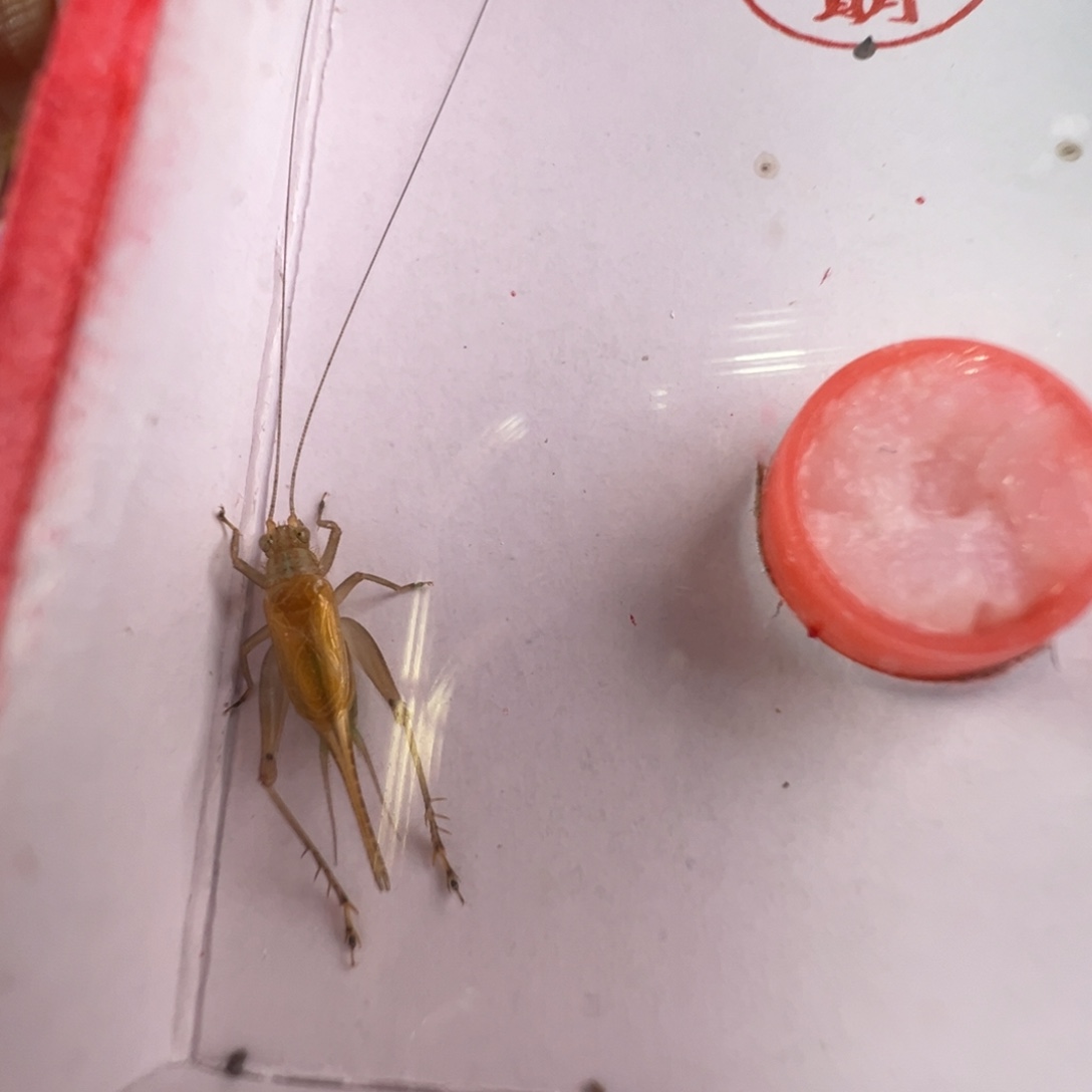 蟋蟀漂亮大黄蛉一只合适