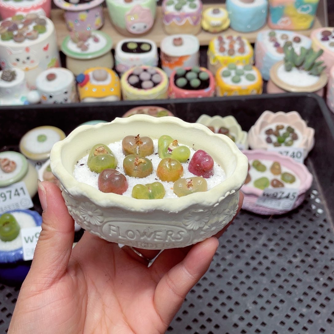 w9748 -零下地区拍保温箱-15支持寄养