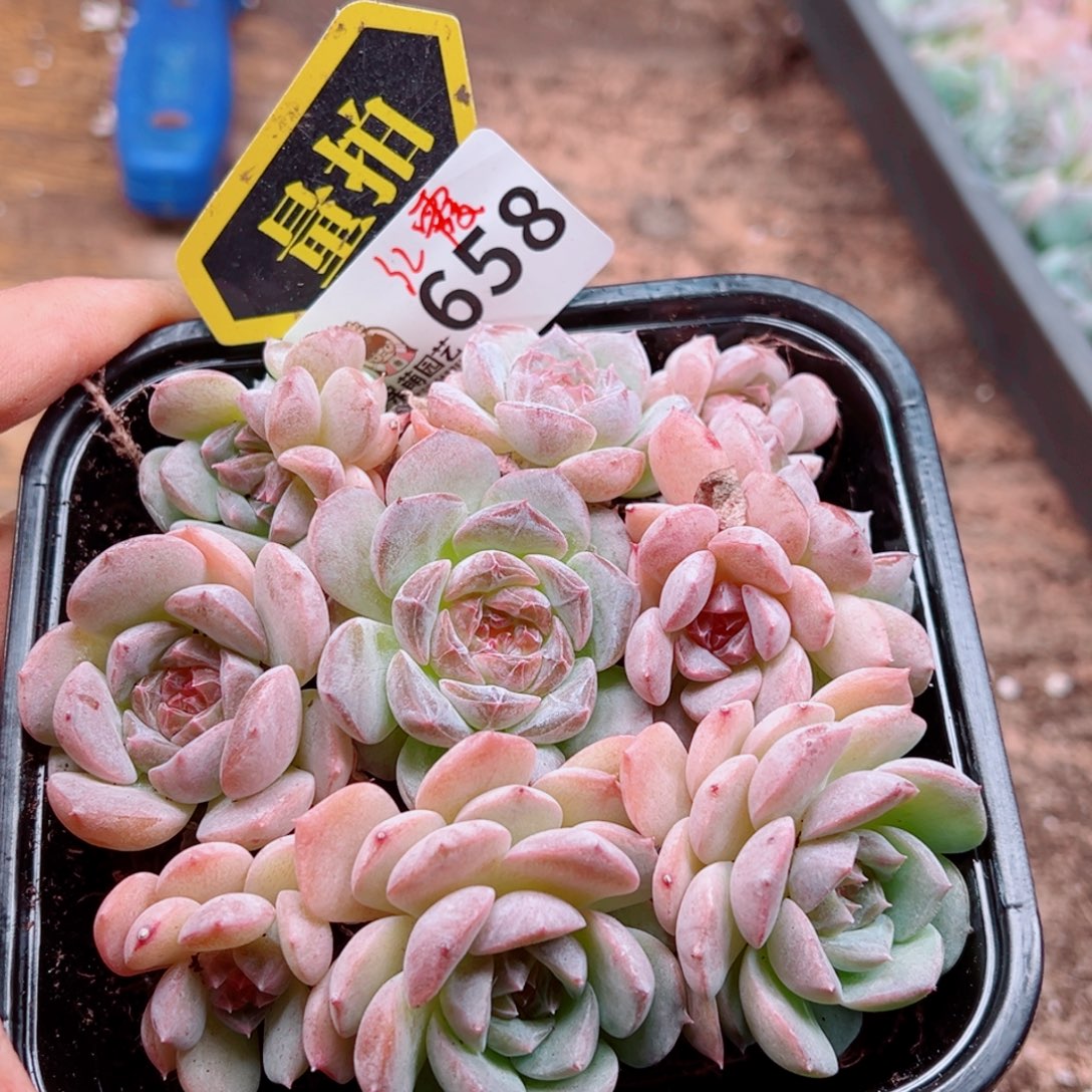 多肉植物多肉植物