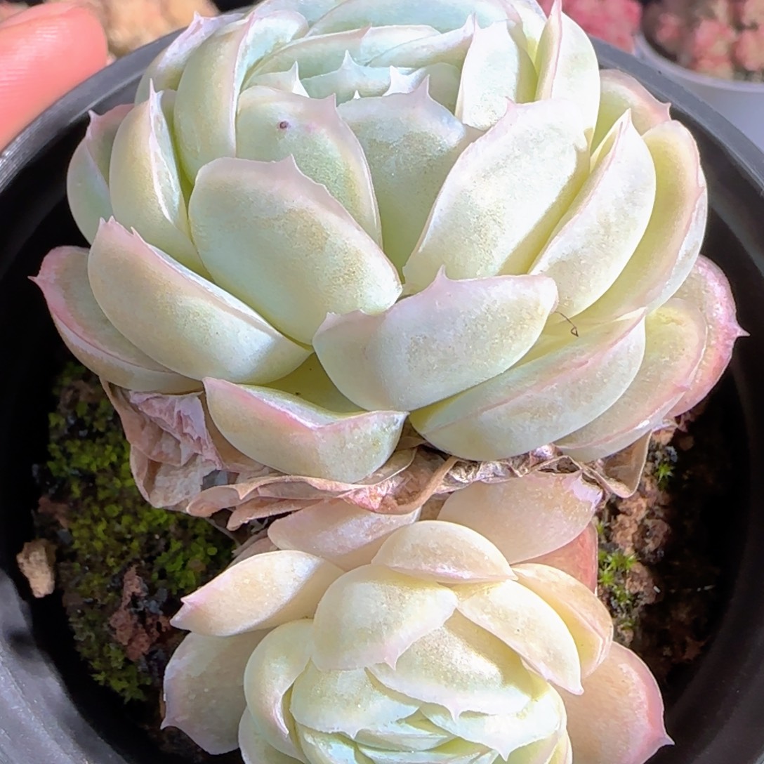 多肉1227-73贝壳贝壳