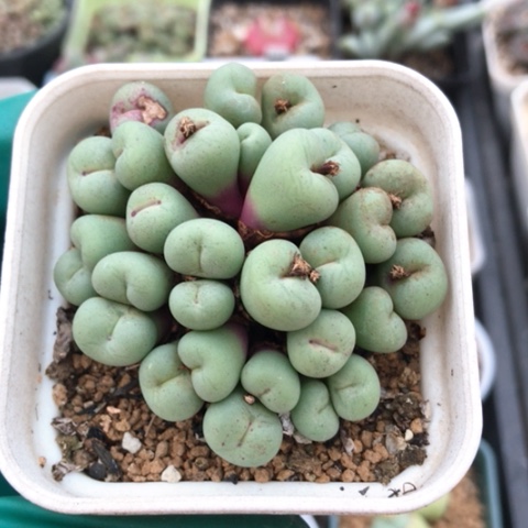 多肉肉锥 30头红嘴