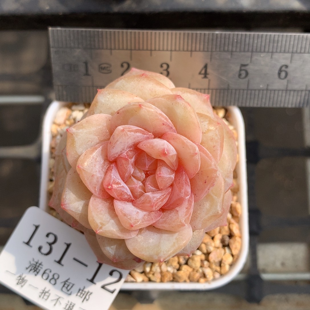 12。婚纱。糖心多肉。