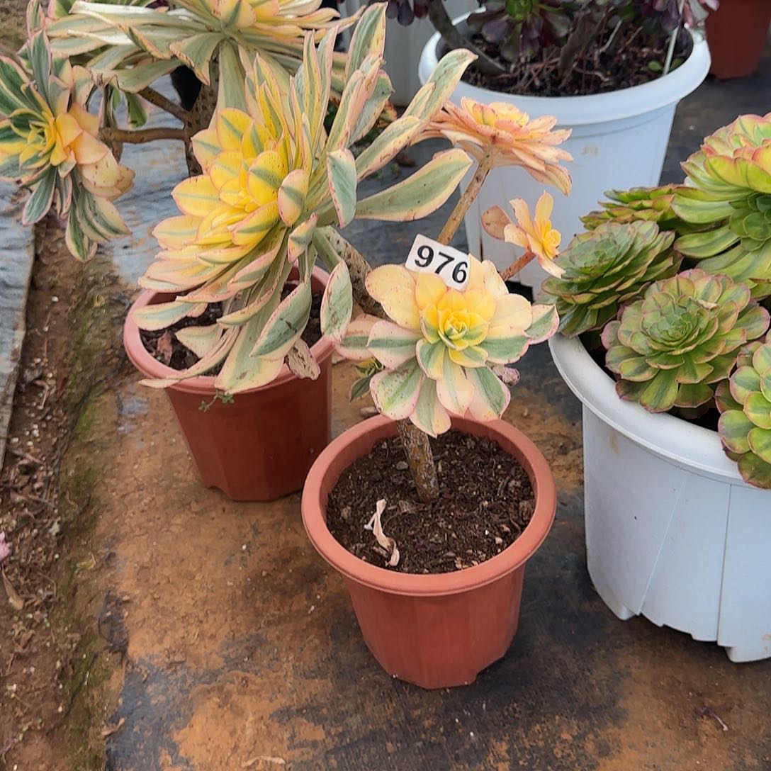 泡***泡精品多肉植物0976