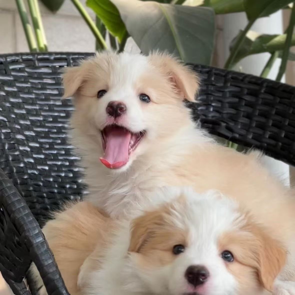 爱牧园 边境牧养犬活体全款链接002