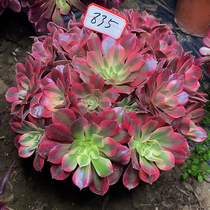 青***姐粉初恋老桩捧花835号