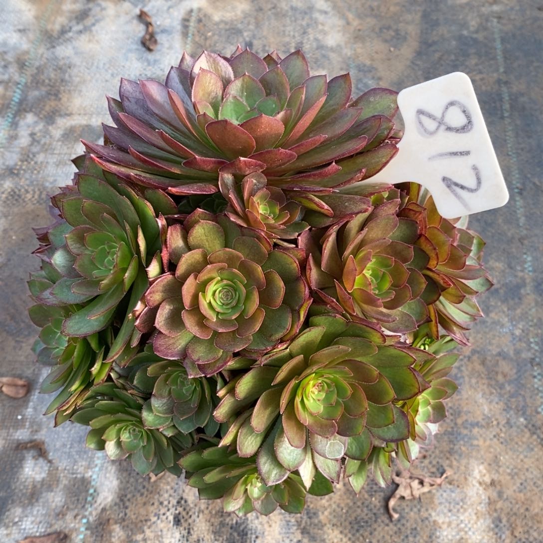 红陶一物一拍多肉法师812