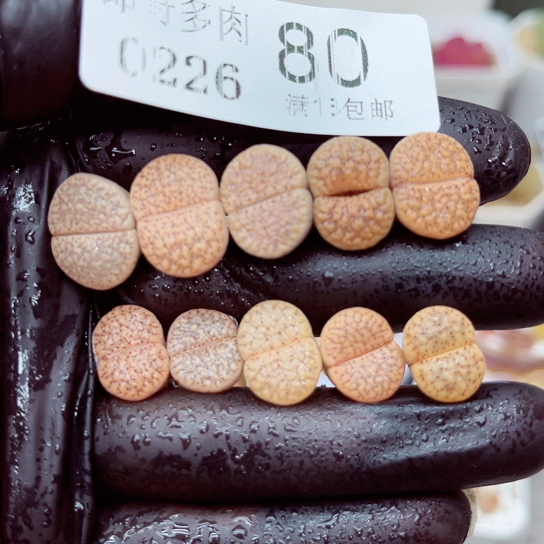 郎哥多肉生石花26-80