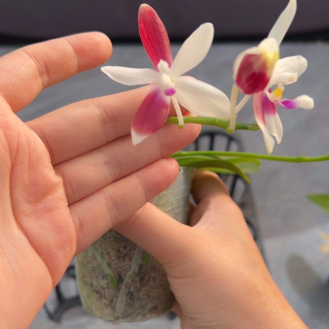酷***歌完全开放c2兄弟交