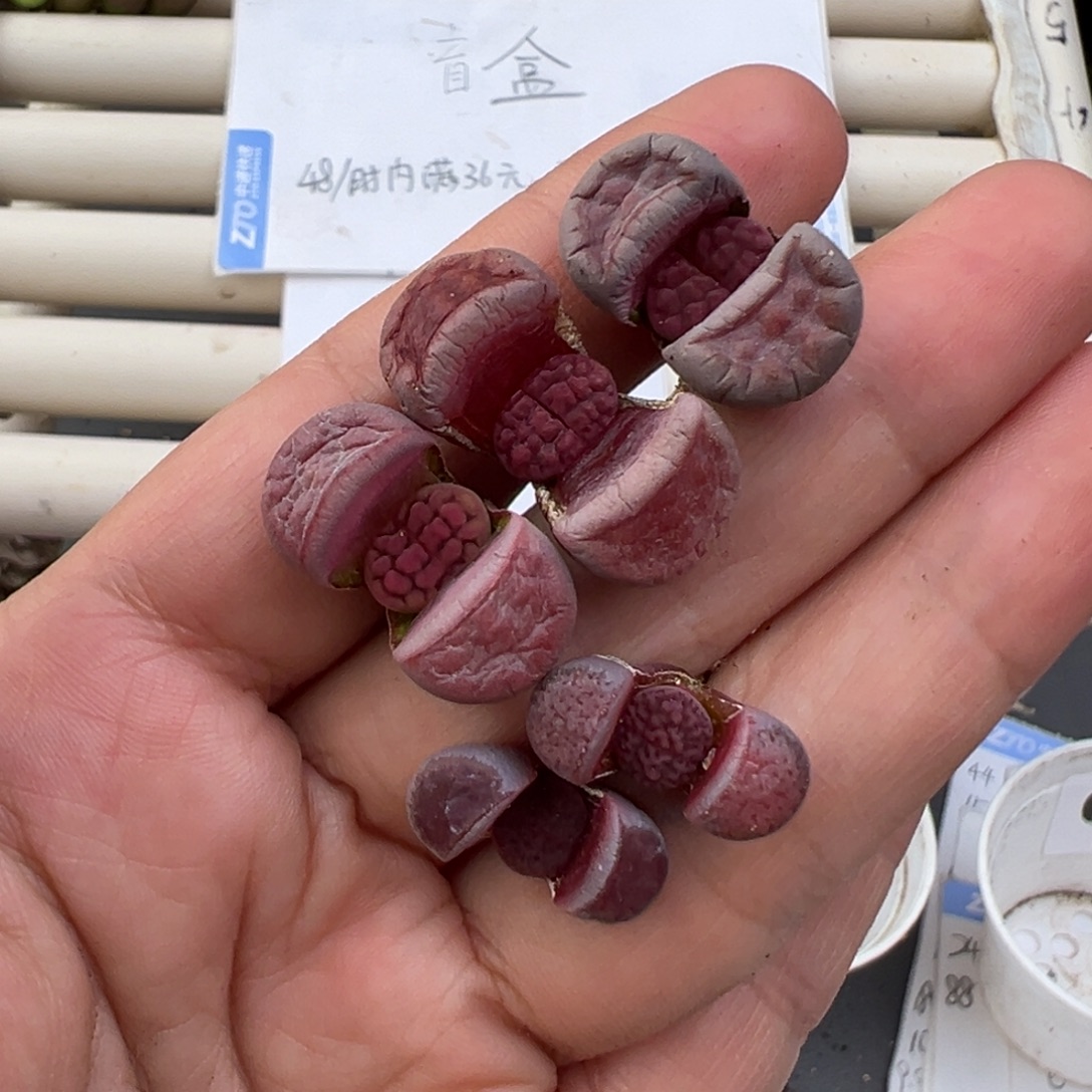 ****。12.29好看的多肉脱土发货