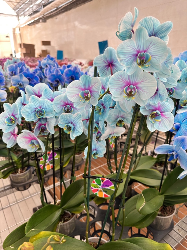 【微瑕】荷兰安祖展厅花带牌马卡龙色带花发货