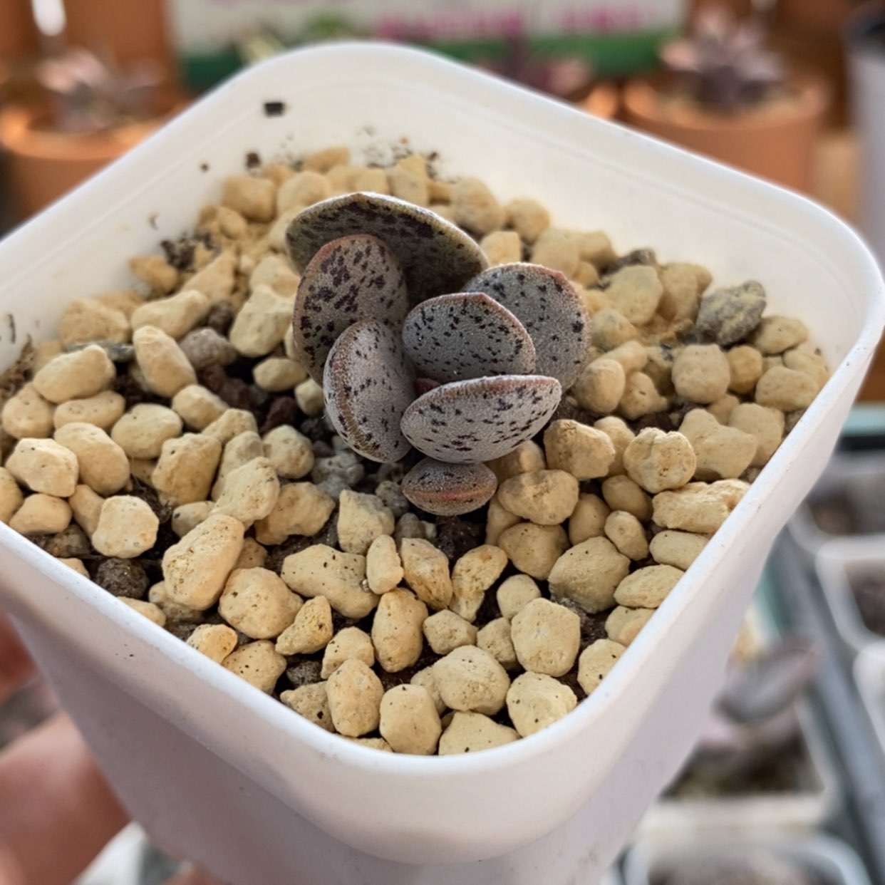 【闪购商品】无花朵双色