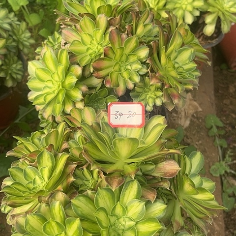 多肉韶华2棵34不包断枝