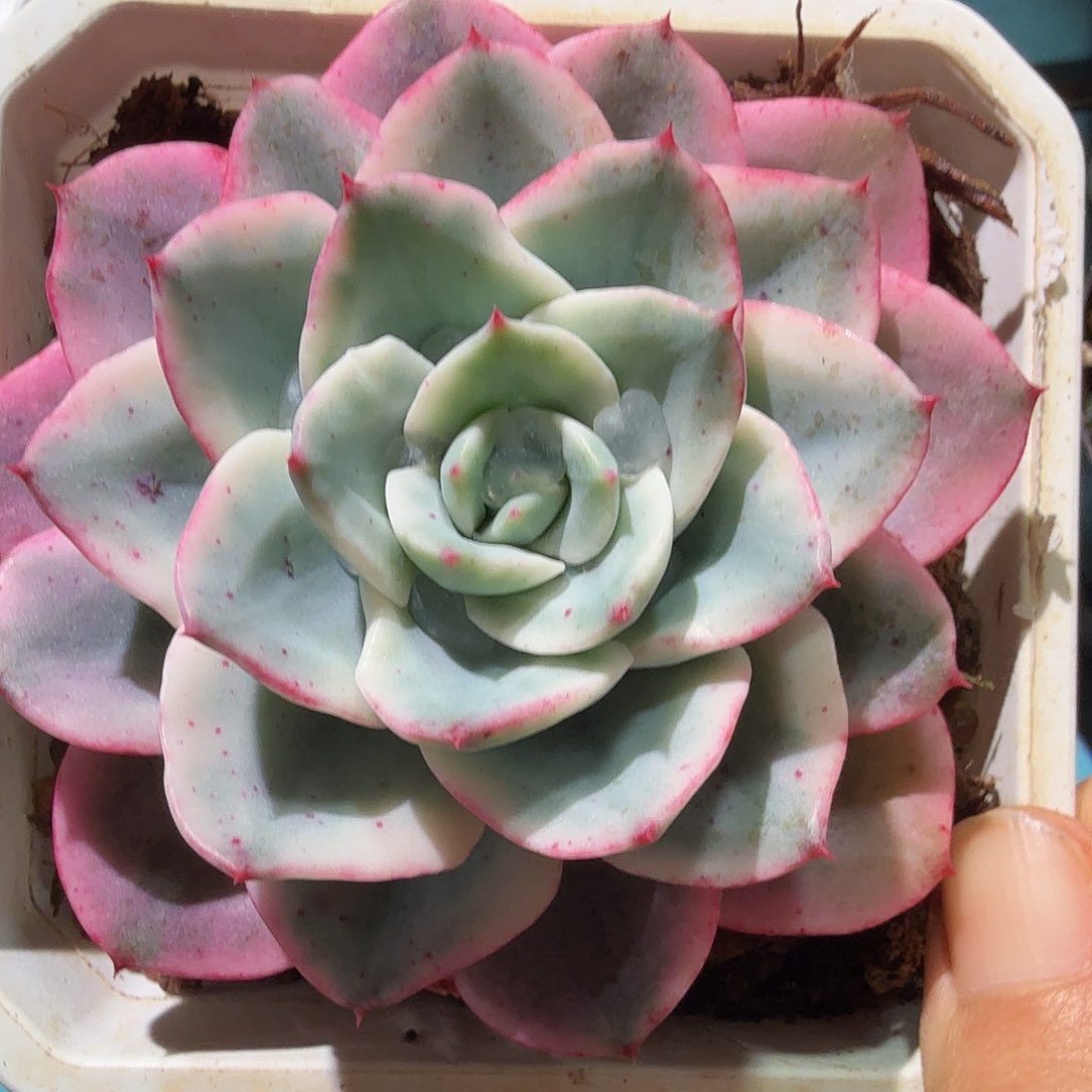 奶油黄桃锦，多肉植物