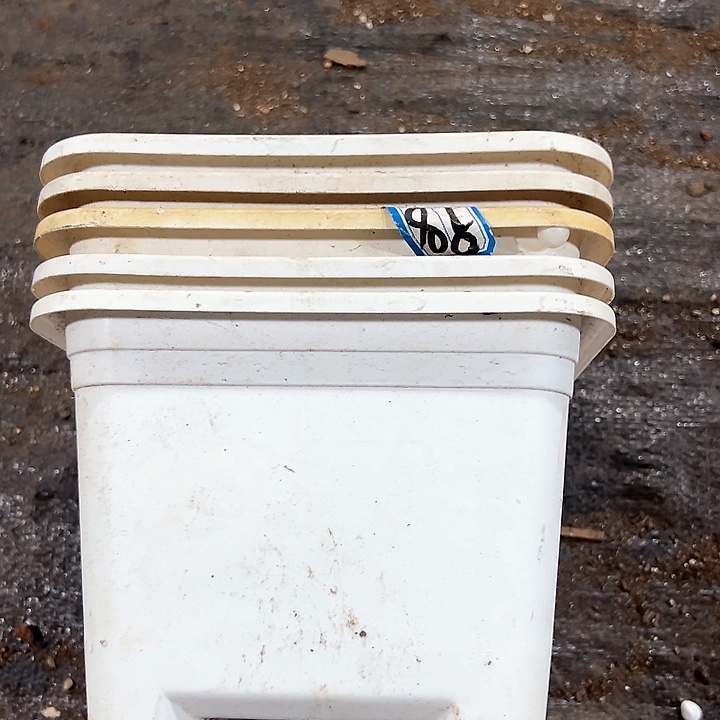 塑料口径17.5高度12白方一组6个