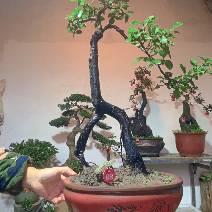 当前无花栽培后可以开花