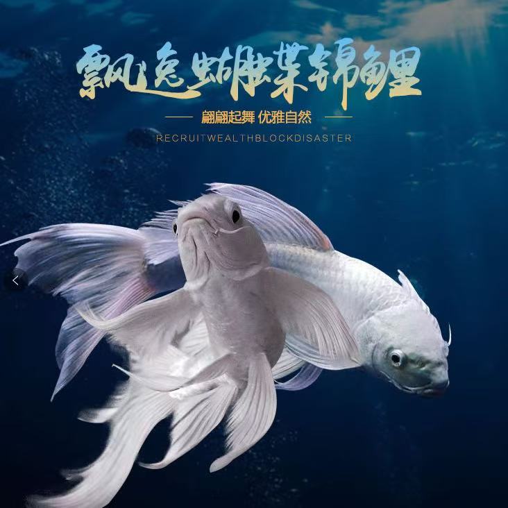 正宗台系狮子头蝴蝶鲤白短球耐寒冷水观赏鱼淡水耐活