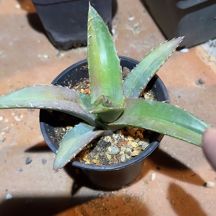 满38包邮2天凑单，脱土晾根发货多肉植物