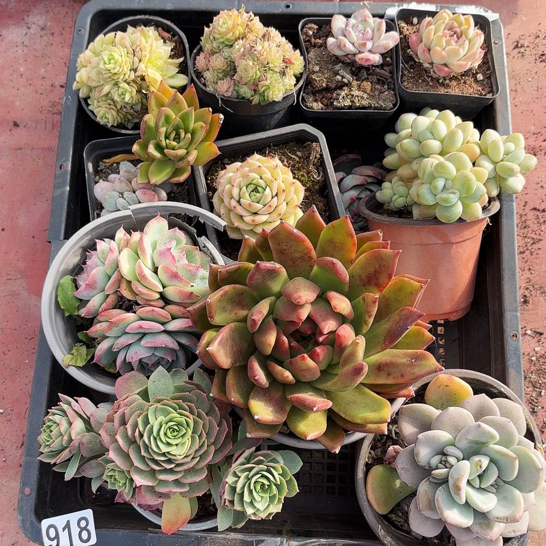 多肉植物框拍918号