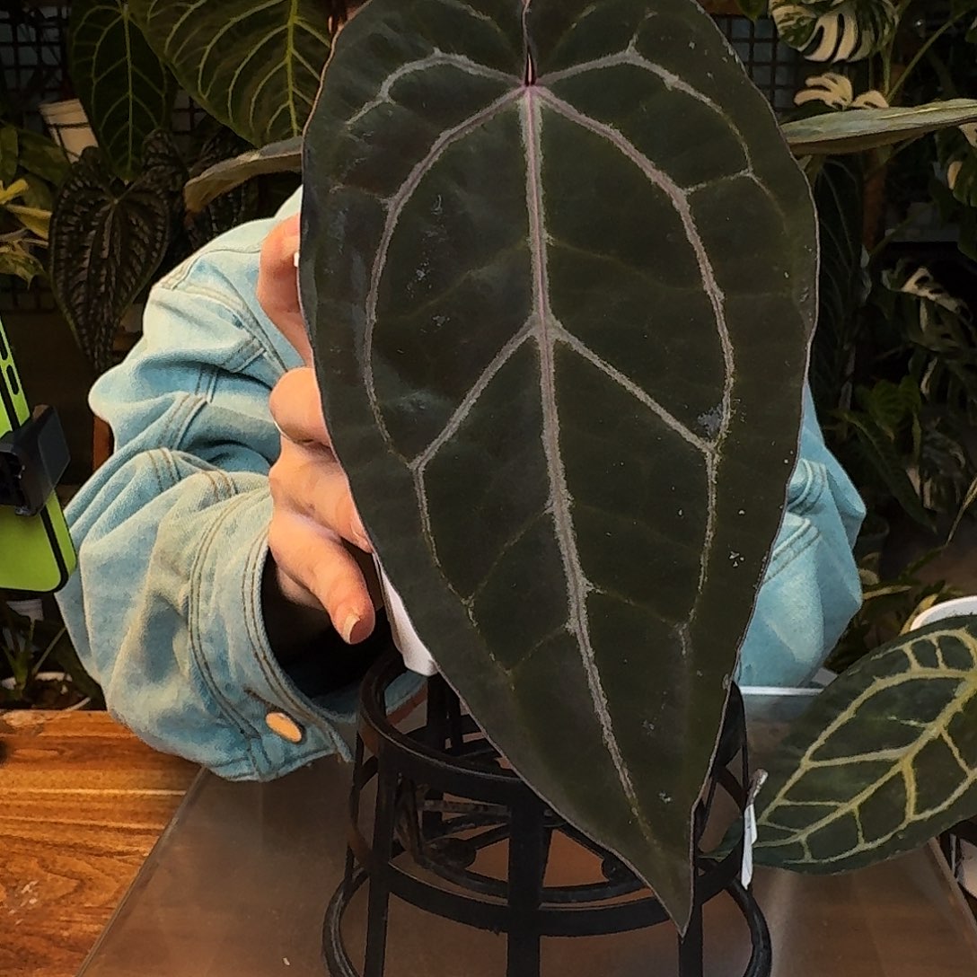 完全开放F195黑曜石紫水晶