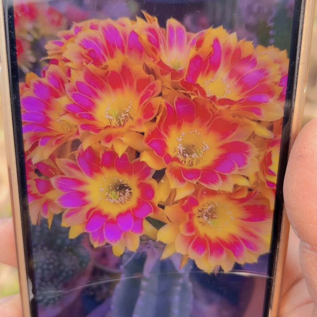 丽花阳光明媚侧牙20包邮仙人球