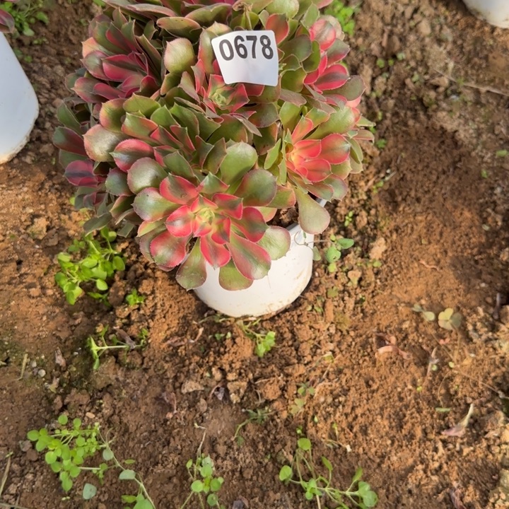 678 香妃清棚处理不包断枝