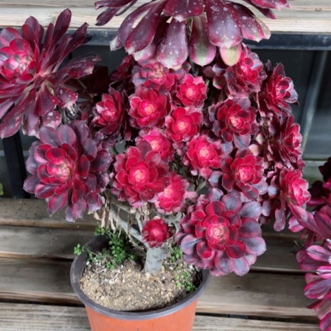 多肉植物香奈儿锦。