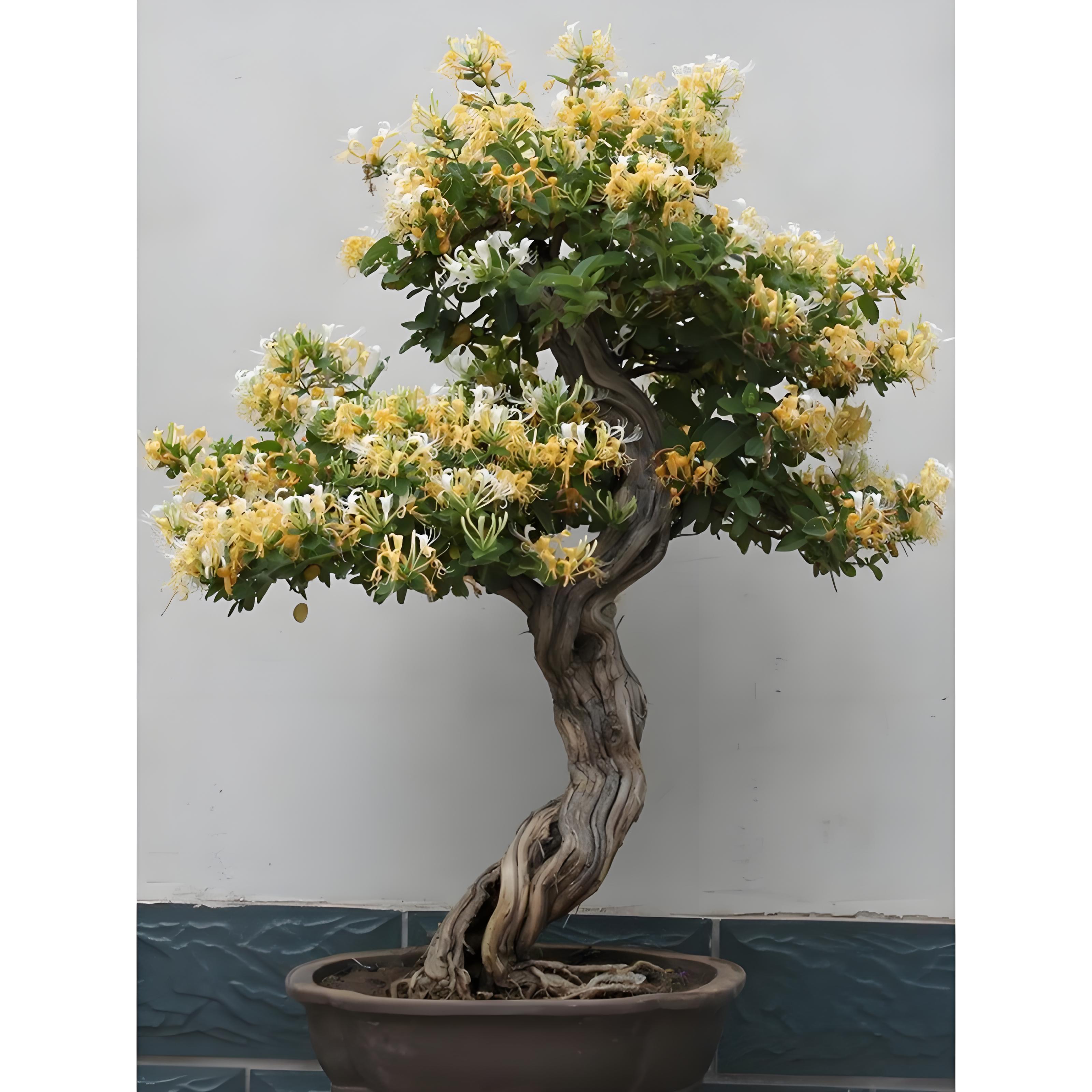 金银花盆景老桩别墅庭院地栽爬藤开花泡茶金银花树绿白黄三色花