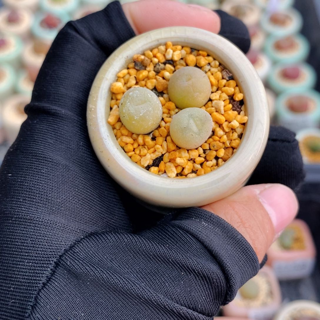 3285--一物一拍 带盆 