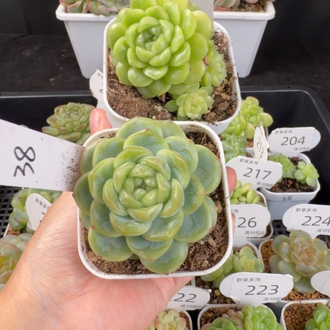 ****.au两颗一组包邮发货
